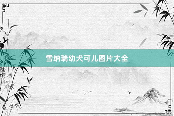 雪纳瑞幼犬可儿图片大全